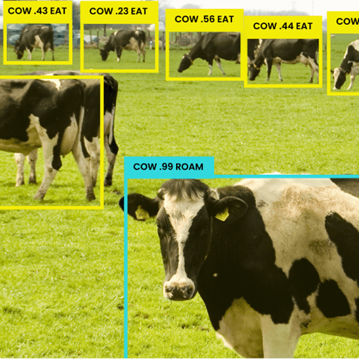 Animal Detection