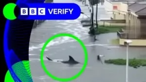 BBC-Shark-video
