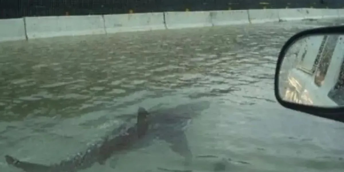 AI-Generated-Hurricane-Videos-Flood-Social-Media.