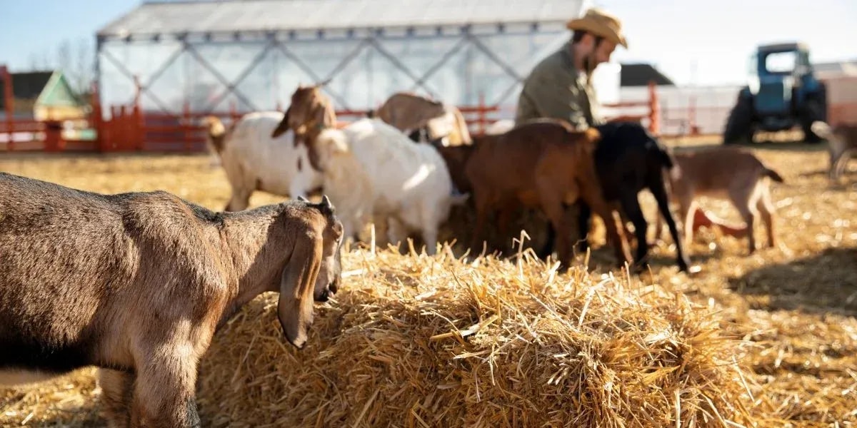 How AI and IoT Transform Ranch Health Management?