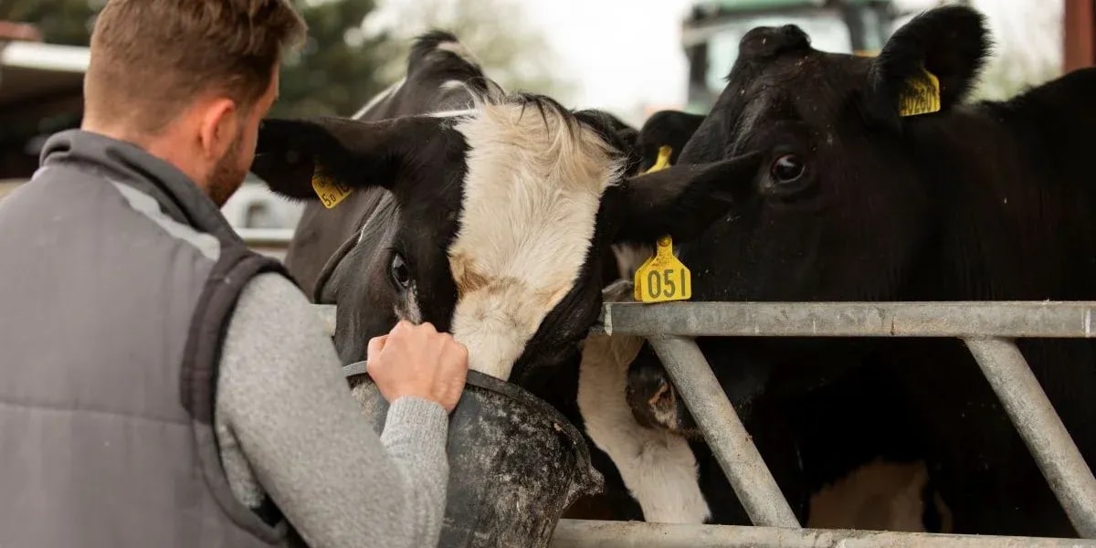 How AI and IoT Transform Ranch Health Management?