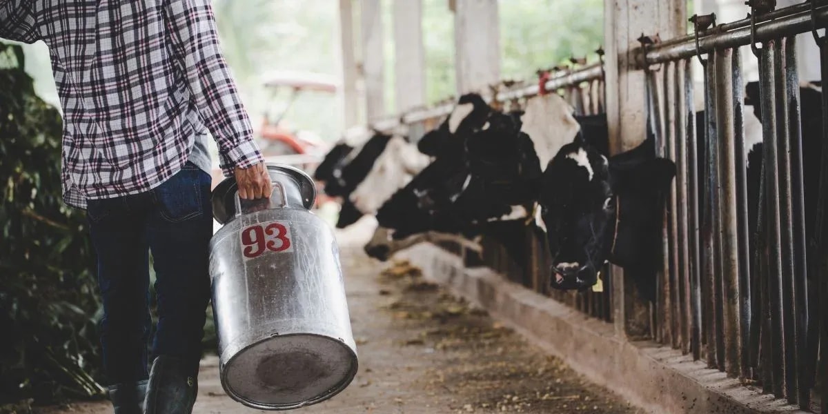 Future of Livestock Management: AI Cattle Counting &amp; Smart Farming