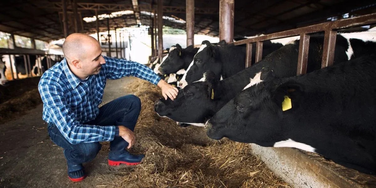 Why Livestock Farmers Choose AI Cattle Counting Solutions?