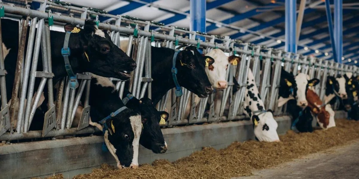 How AI Enhances Cattle Counting Accuracy, Efficiency & ROI in 2025?