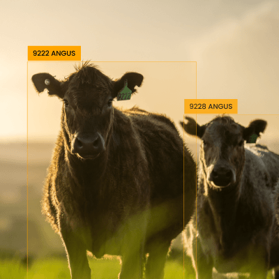 Animal Detection