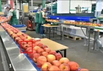 Produce-Sorting-and-Quality-Control
