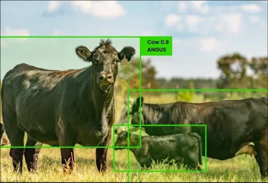 Livestock-Management-