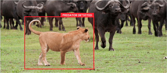 Predator-Detection