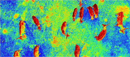 Thermal-Imagery-Support