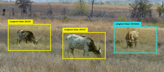 Wildlife-Monitoring