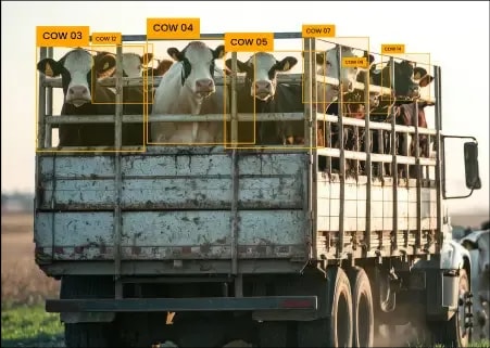 AI-Powered Cattle Counting for Livestock Transport & Auction Houses