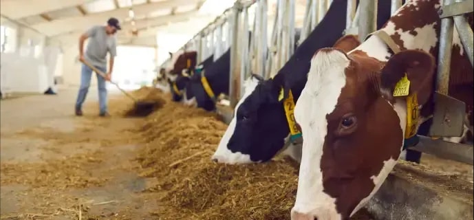 Smarter Livestock Intelligence