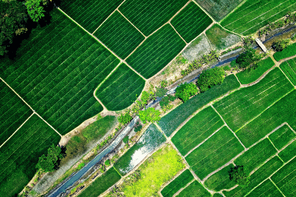 AI in Farm