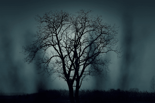 What Are Decision Trees: A Powerful Tool in Machine Learning