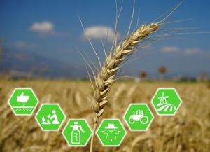 Applications of Machine Learning Algorithms in Agriculture