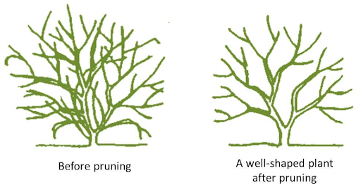 pruning-a-decision-tree