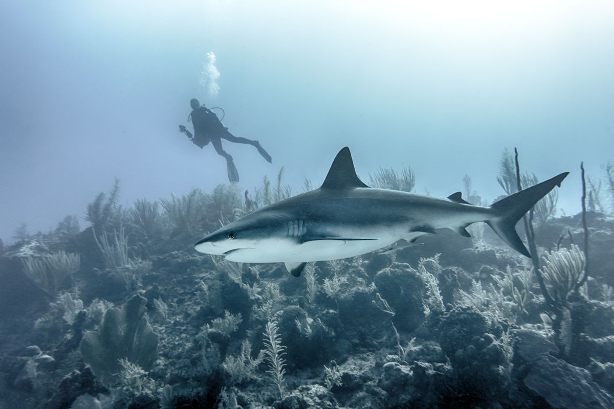 AI-Shark-Detection-Drones
