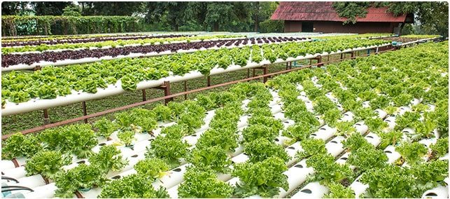 Watson Decision Platform for Agriculture Watson Decision Platform for Agriculture