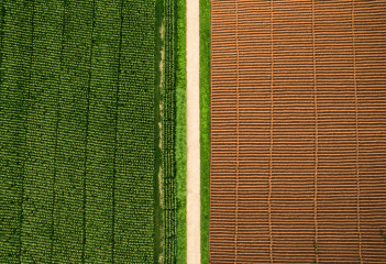 agriculture