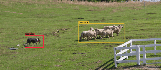 Predator detection Predator detection