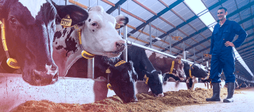 Livestock Detection Livestock Detection