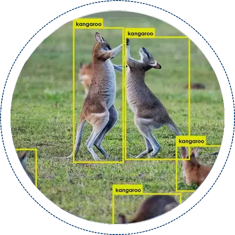 animal detection- 2nd fold animal detection- 2nd fold