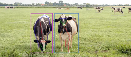 cattle gender pose detection