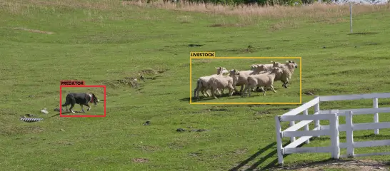 predator detection