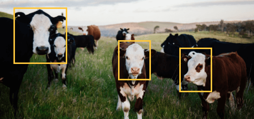 Animal Detection Animal Detection