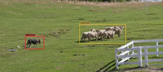 predator detection predator detection