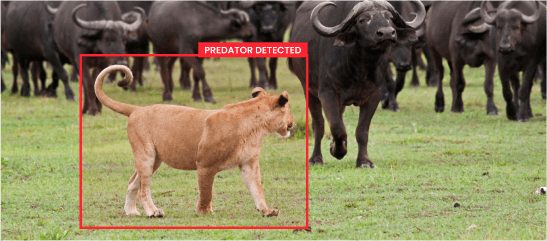 Predator Detection