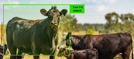 AI-Powered Animal Detection & Recognition | Folio3 AI