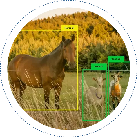 Automate Animal Detection, Counting, and Classification With AI Automate Animal Detection, Counting, and Classification With AI